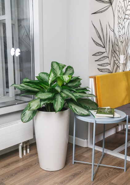 Аглаонема Сильвер Бей макси 30/70 см