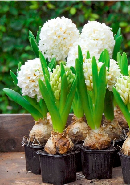 Гиацинт цветной микс 7 см, 1 луковица