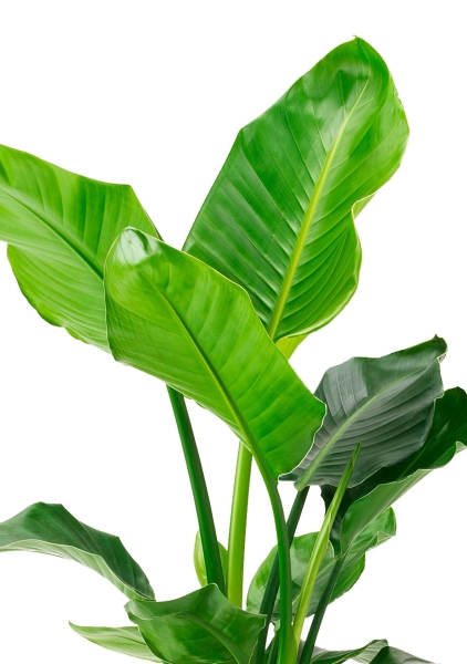 Стрелиция Николай 21/100 см в LAMELA Finezja 30x30