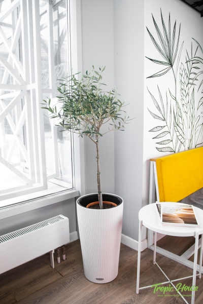 Олива в CILINDRO 32 Олива в CILINDRO 32