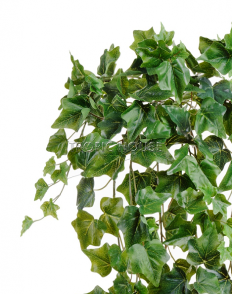 Английский плющ Олд Тэмпл зелёный