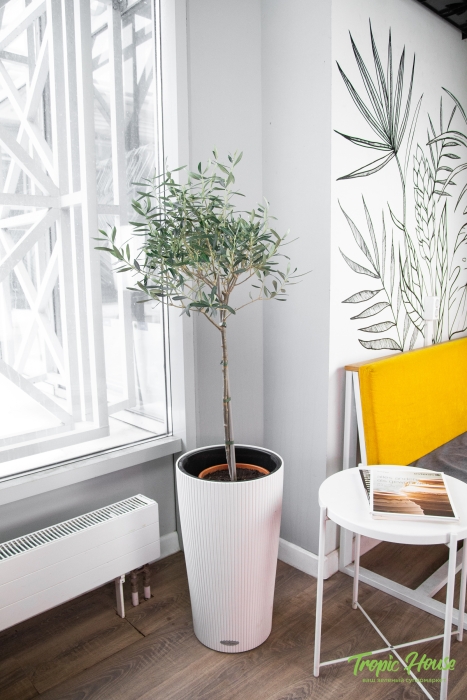 Олива в CILINDRO 32