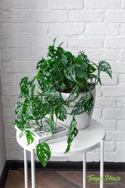 Монстера Манки Лиф подвесная 17/40 см