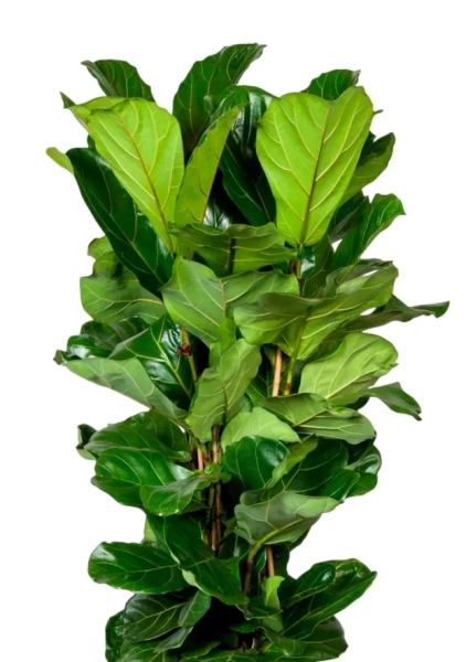 Фикус Лирата 3 ствола 34/140 см в CLASSICO COLOR 43