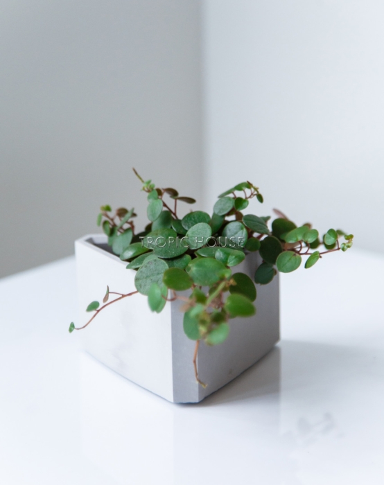 Кашпо бетонное настольное ТН 02