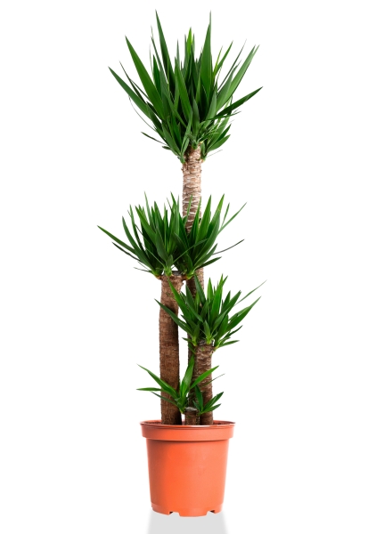 Юкка 4 ствола 32/170 см