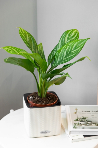 Аглаонема Страйп в CUBE COLOR 14