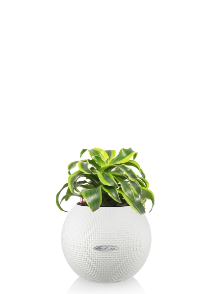 Драцена Торнадо в PURO 20, белый Драцена Торнадо в PURO 20, белый