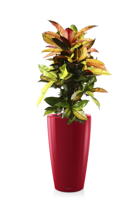 Кротон Мистер Айкетон в RONDO 32, ярко-красный блестящий