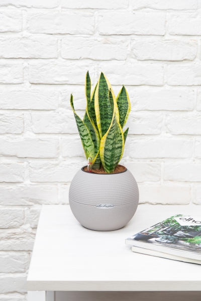 Сансевиерия Лауренти в PURO 20