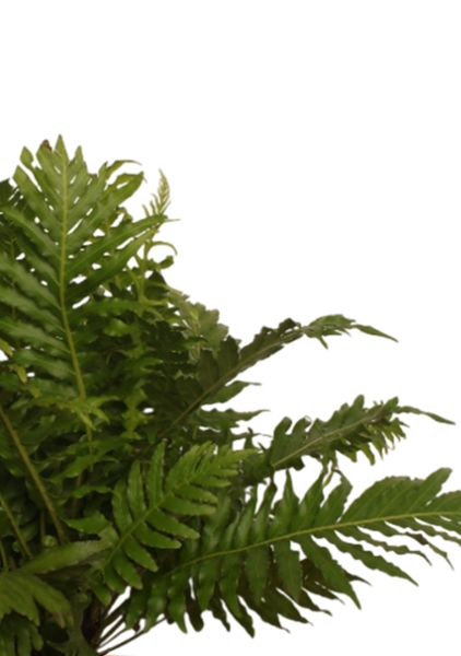 Блехнум 12/30 см в CUBE GLOSSY KISS 14