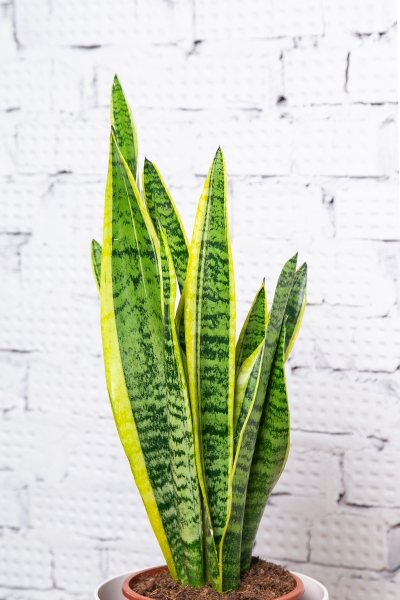 Сансевиерия Лауренти 17/55 см Сансевиерия Лауренти 17/55 см