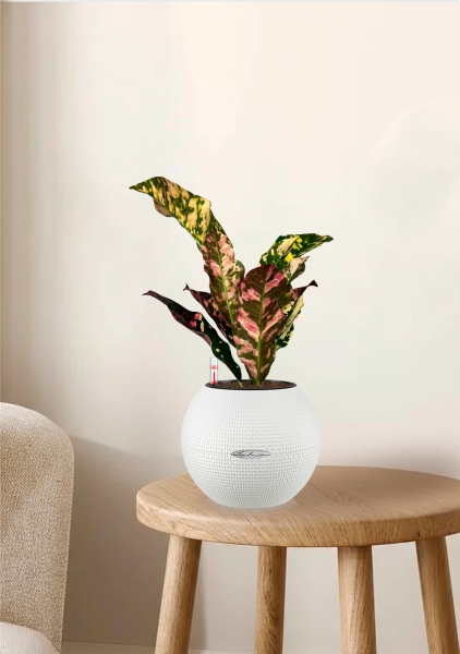 Кодиеум 8/20 см в PURO 20 Кодиеум 8/20 см в PURO 20