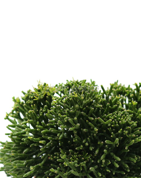 Рипсалис в OJO 25 см