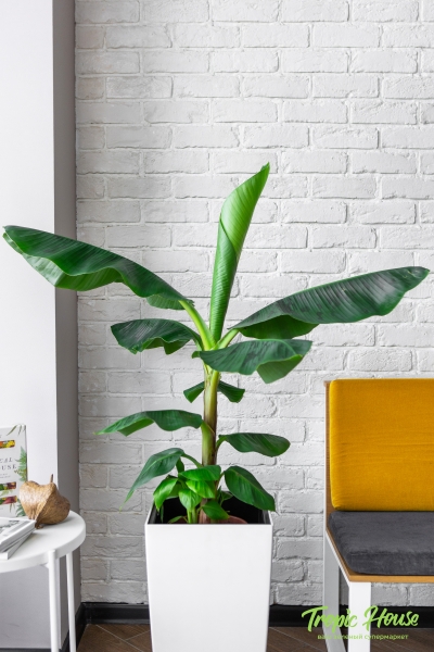 Банан 21/100 см