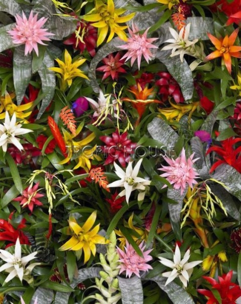 Гузмания Королевская розовая 13/55 см