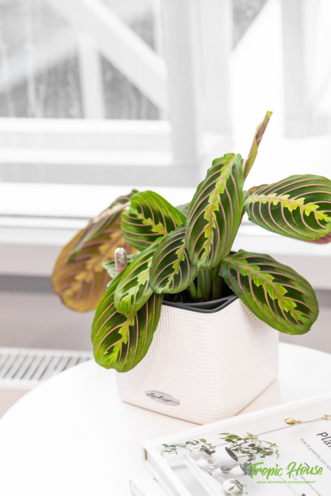 Маранта в CUBE 14