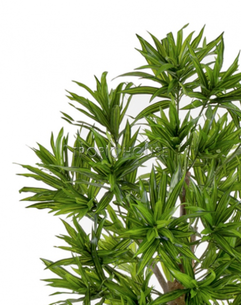 Драцена Рефлекса