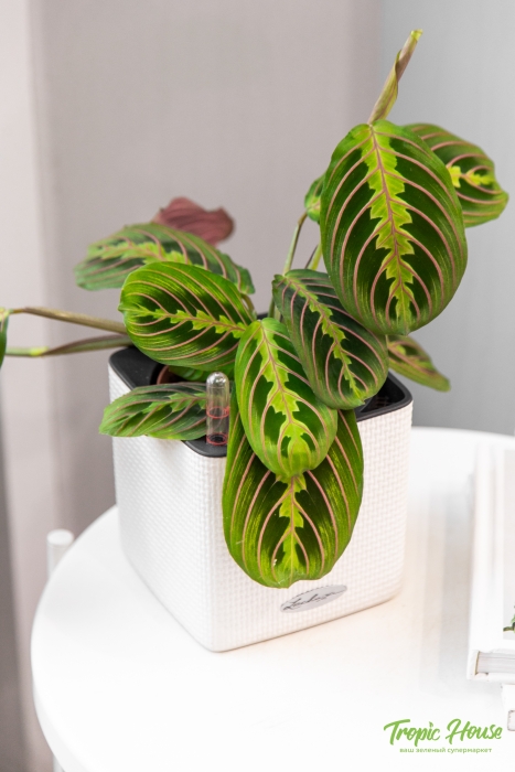 Маранта в CUBE 14