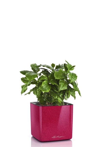 Кофе в CUBE Glossy Kiss 14, вишнёво-розовый блестящий Кофе в CUBE Glossy Kiss 14, вишнёво-розовый блестящий