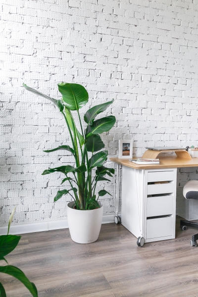 Стрелиция Николай 27/160 см