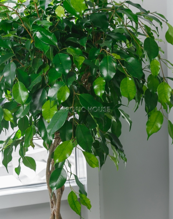 Фикус Экзотика косичка в CLASSICO 35