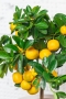Цитрус Каламондин в CLASSICO Color 21