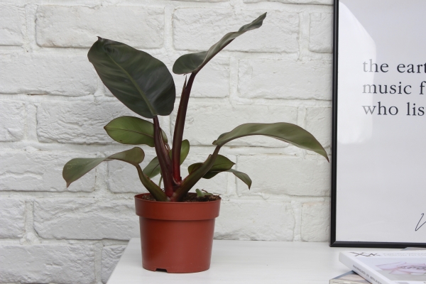 Филодендрон Блэк Кардинал 12/40 см в CUBE Color 16