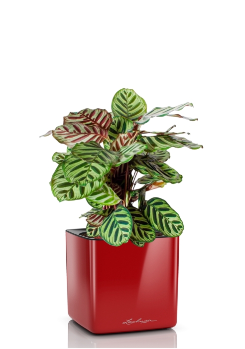 Калатея Макояна 14/45 см в CUBE GLOSSY 16, ярко-красный блестящий