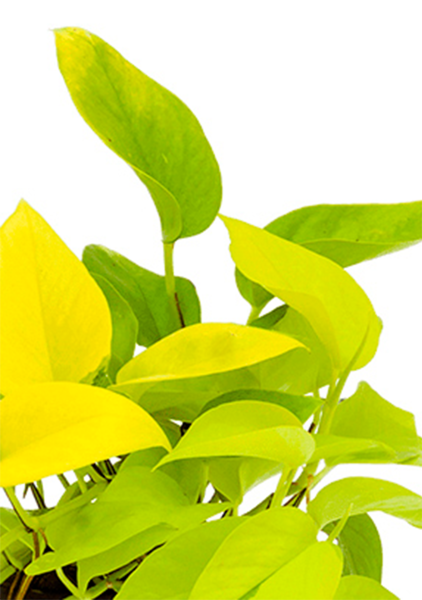 Сциндапсус Голден Потос в CUBE COLOR 16 Сциндапсус Голден Потос в CUBE COLOR 16