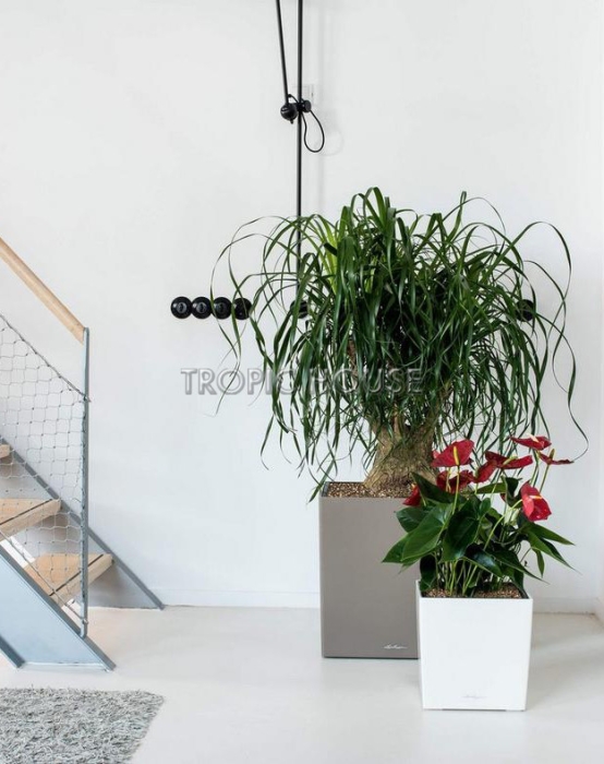 Кашпо LECHUZA CUBE 30х30см