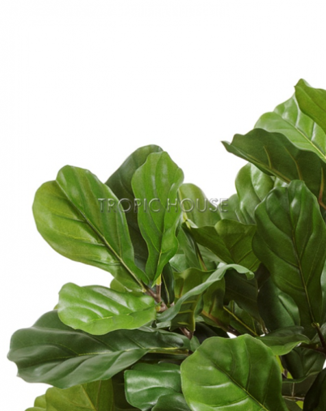 Фикус Лирата Гранд куст многоствольный