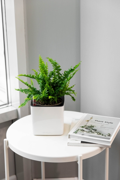 Нефролепис в CUBE GLOSSY 14