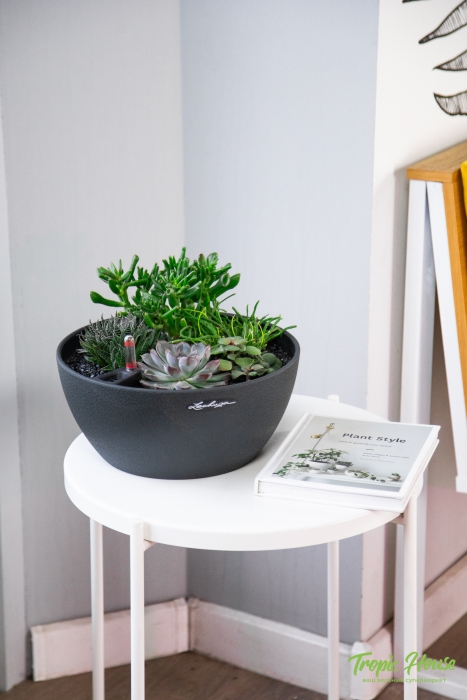 Композиция с суккулентами в CUBETO COLOR 30