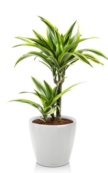 Драцена Лемон Лайм в CLASSICO LS 28