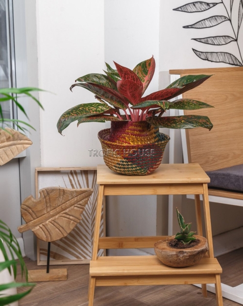 Корзина малая цветная