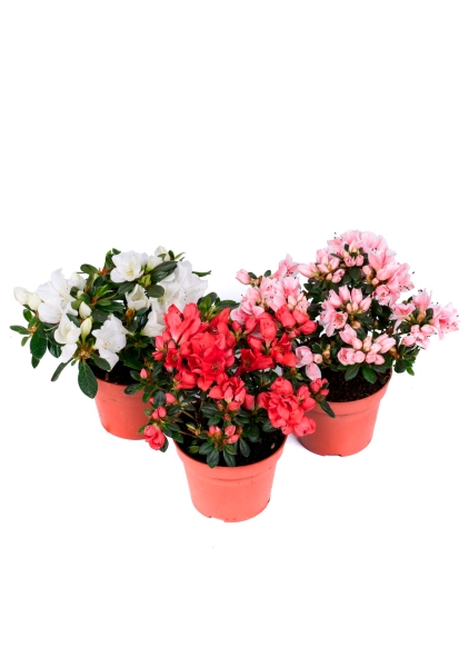 Азалия индика Биколор 12/25 см