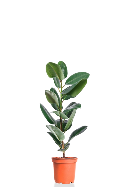 Фикус Эластика Робуста 19/70 см