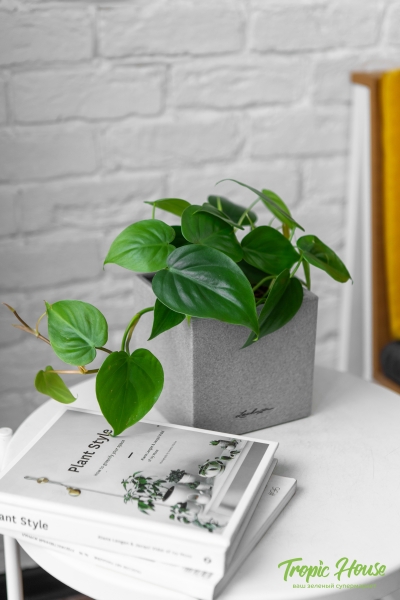 Филодендрон Сканденс 12/20 см в CANTO STONE 14 Филодендрон Сканденс 12/20 см в CANTO STONE 14