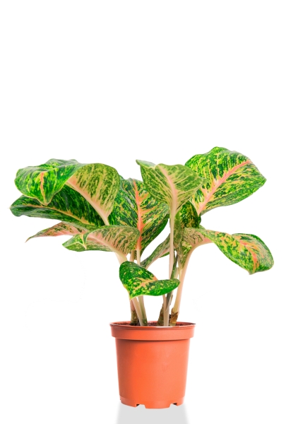 Аглаонема Баттерфляй 19/50 см Аглаонема Баттерфляй 19/50 см