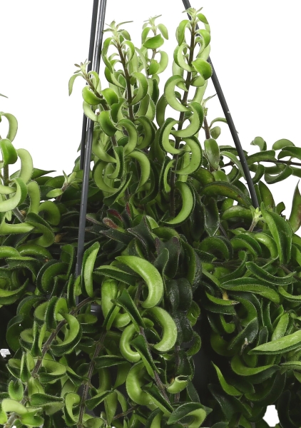 Эсхинантус в CLASSICO COLOR 21 Эсхинантус в CLASSICO COLOR 21