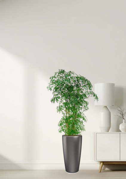 Полисциас Фрутикоза 27/140 см в RONDO 32 Полисциас Фрутикоза 27/140 см в RONDO 32