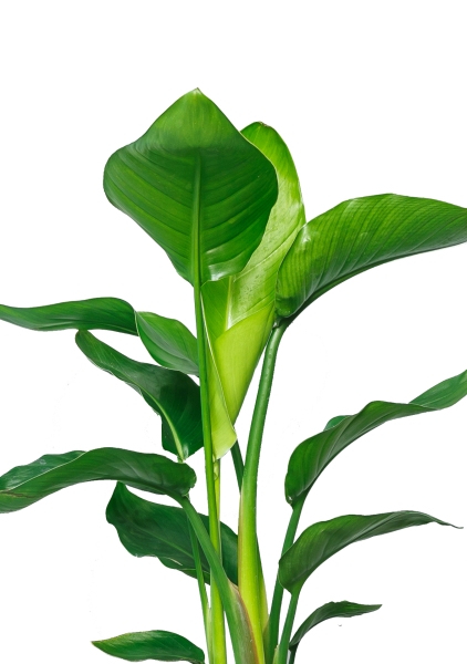 Стрелиция Николай 14/50 см