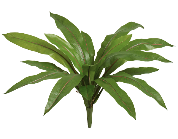 Асплениум Узколистный