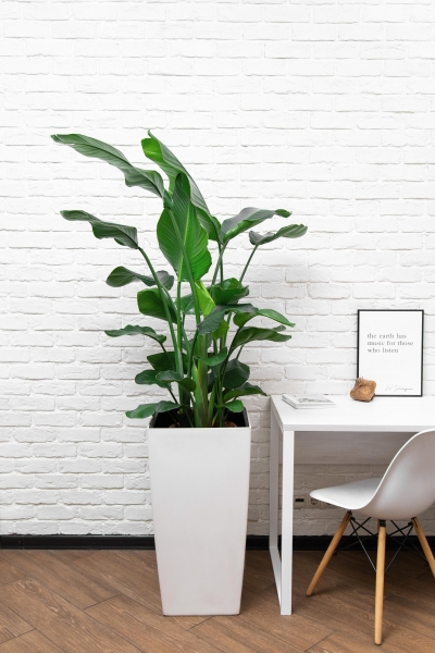 Стрелиция Николай 27/150 см