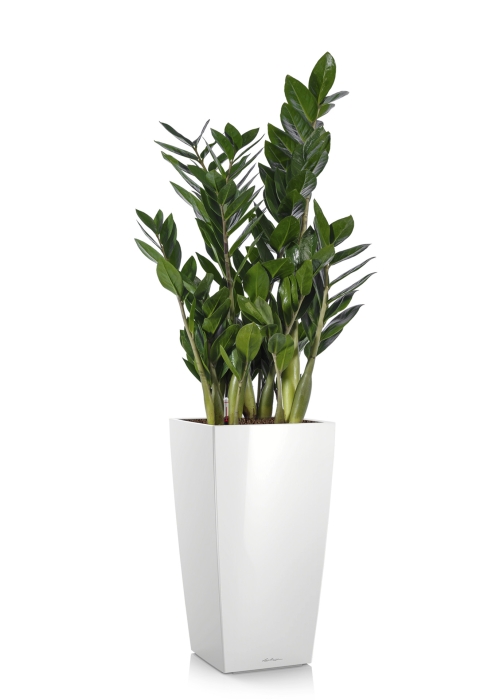 Замиокулькас в CUBICO 22, белый блестящий