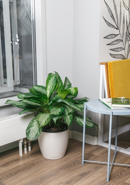 Аглаонема Сильвер Бей макси 30/70 см