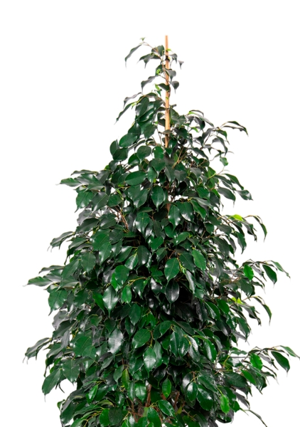 Фикус Бенджамина Даниэль пирамида 21/90 см в CLASSICO COLOR 28