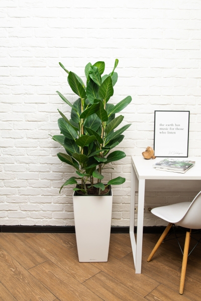 Фикус бенгальский в CUBICO 30