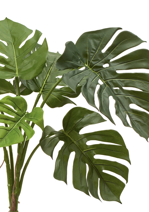 Монстера куст 70 см